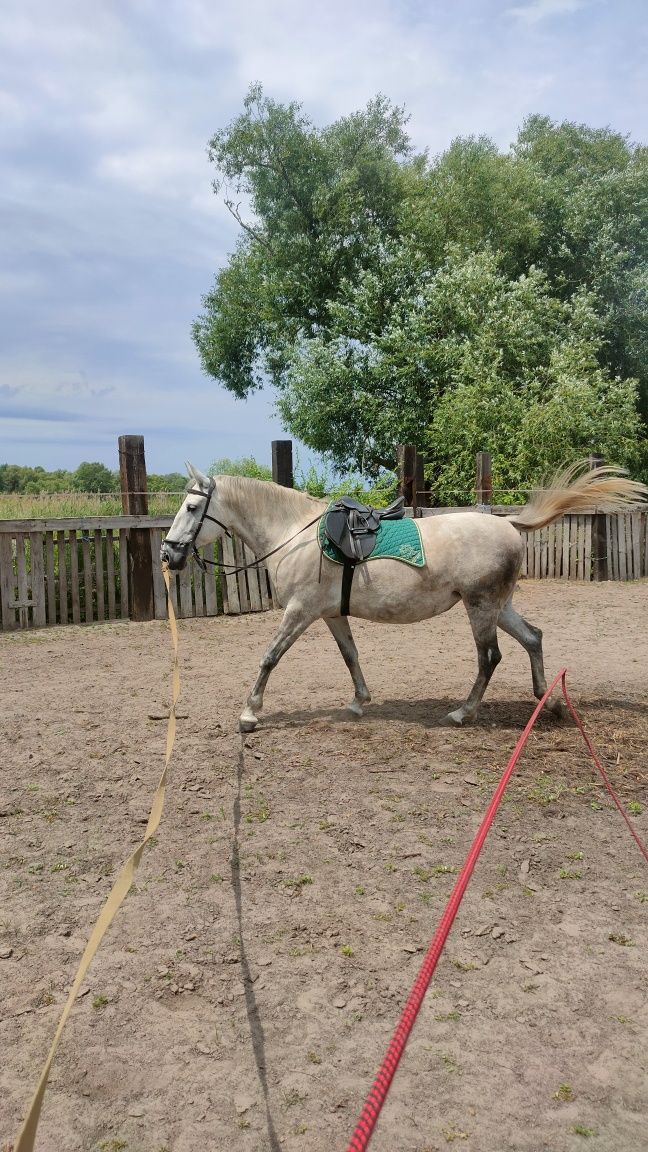 Кобила, кінь, лошадь
