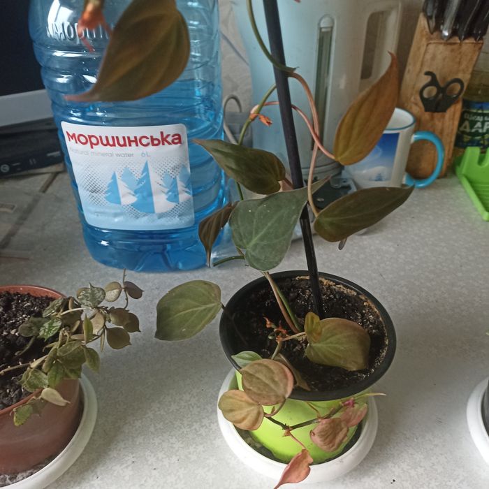 Филодендрон Миканс.