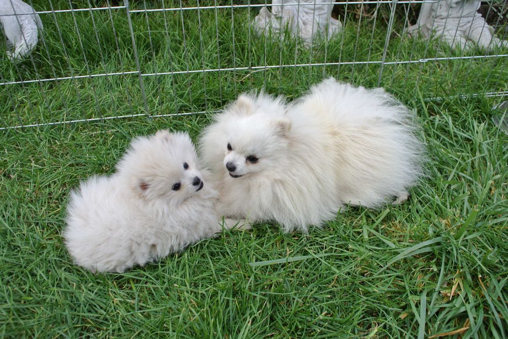 Szpic miniaturowy pomeranian