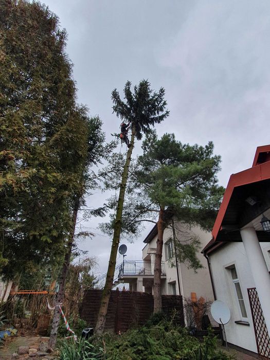 Wycinka drzew, przycinka,  Arborysta. Usługi rębak. Frezarka do karp