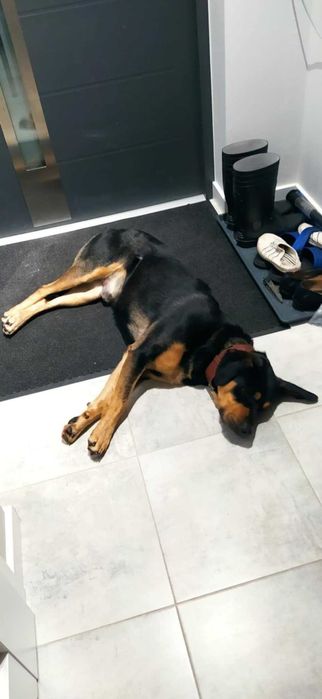 Oddam psa w dobre ręce - Bono