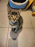 Dwa kocurki pręgowane do adopcji