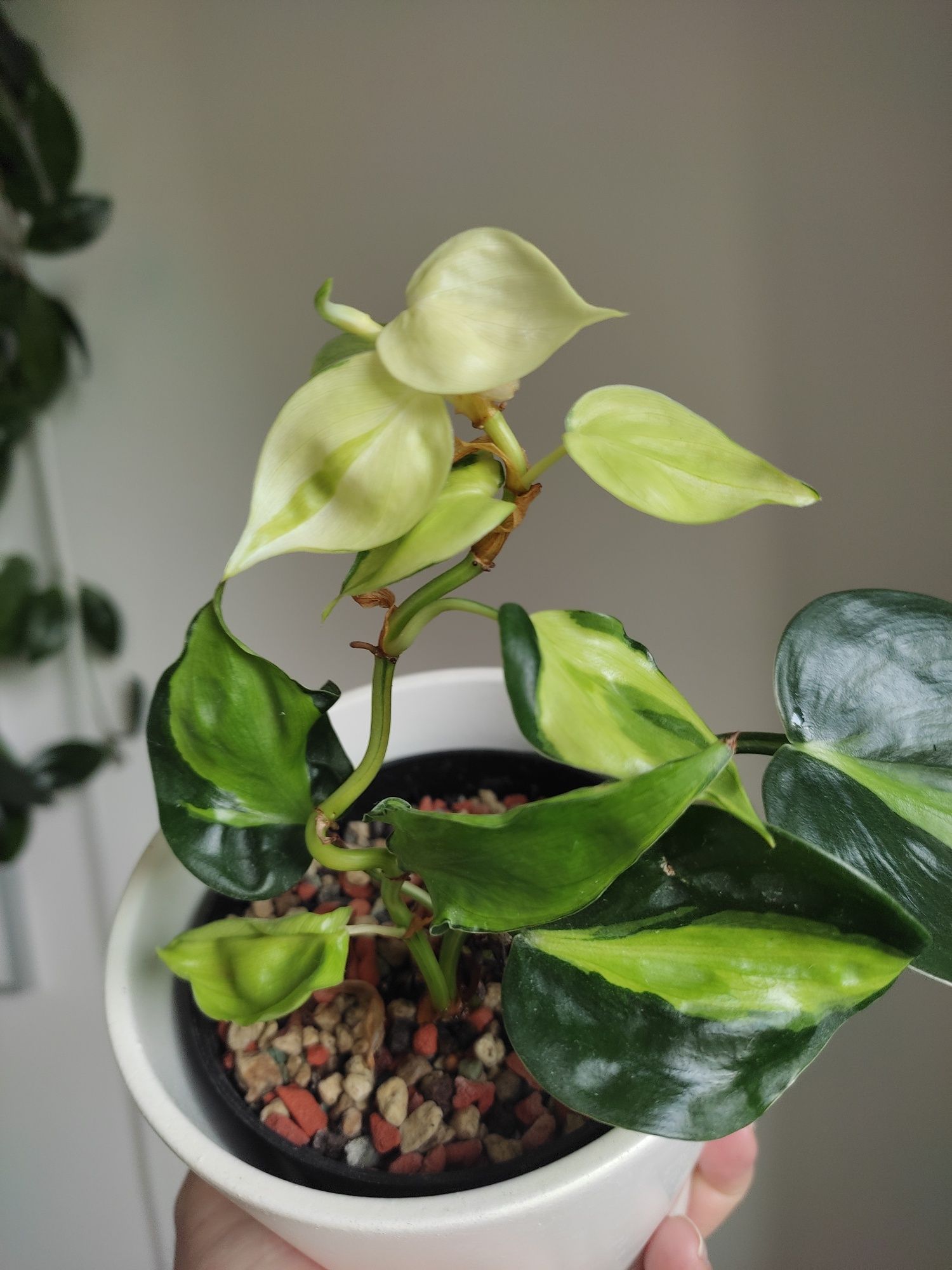 Philodendron Cream Splash