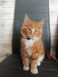 Kocurek MAINE COON rudy