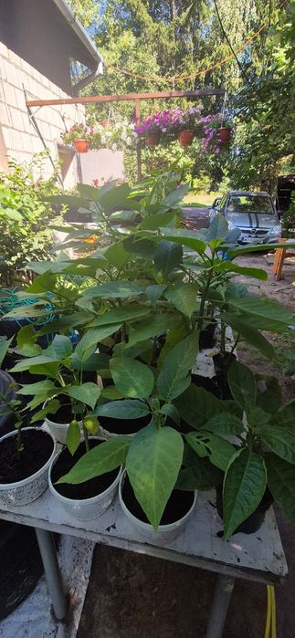 Datury rośliny kwiaty