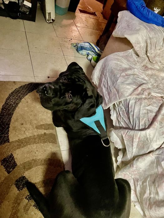 Macho jovem Cane corso italiano