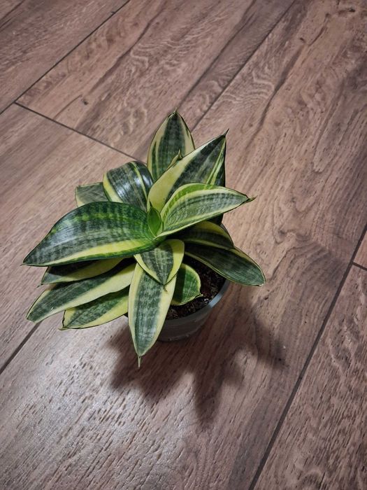 Sansevieria gwinejska ''Golden Hanii''