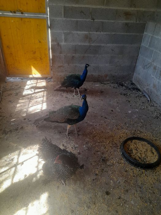 2 Pavões MachosAdultos