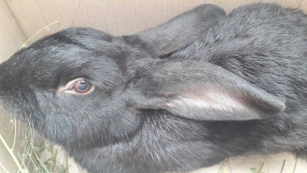 Продам кролів вік 11 місяців