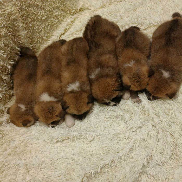 Щенята Акіта іну