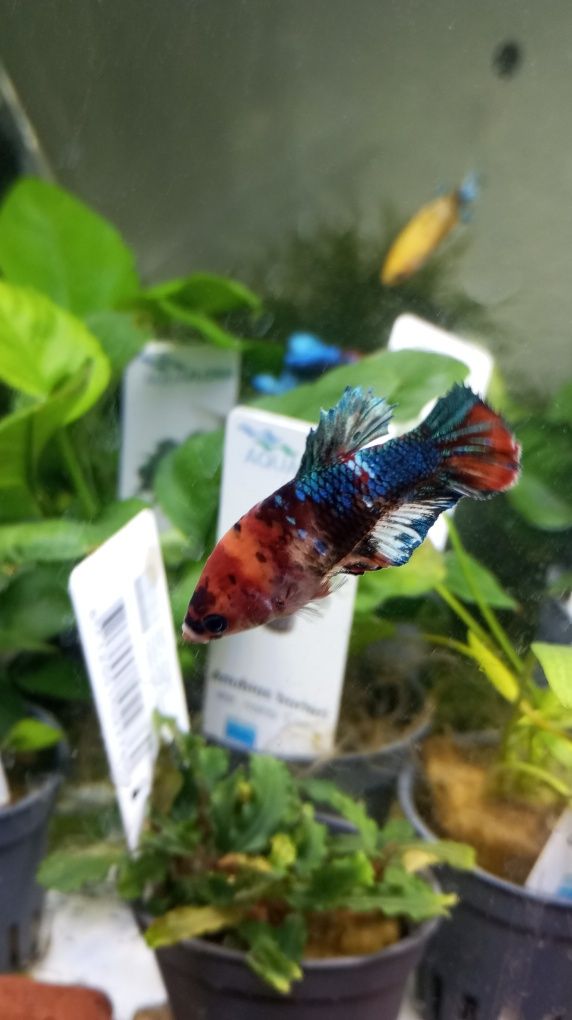 Vendo várias fêmeas bettas splendens halfmoon koy Galaxy e candy e Nem