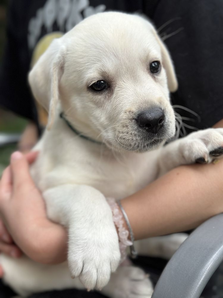 Labrador z rodowodem ZKwP FCI