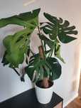 Monstera.  80 cm