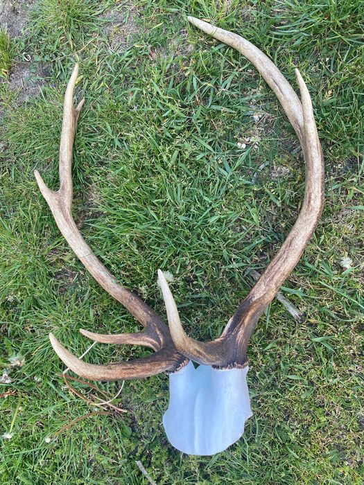 Sprzedam Poroze Jelenia