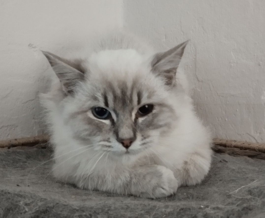 Kocurek Ragdoll z rodowodem