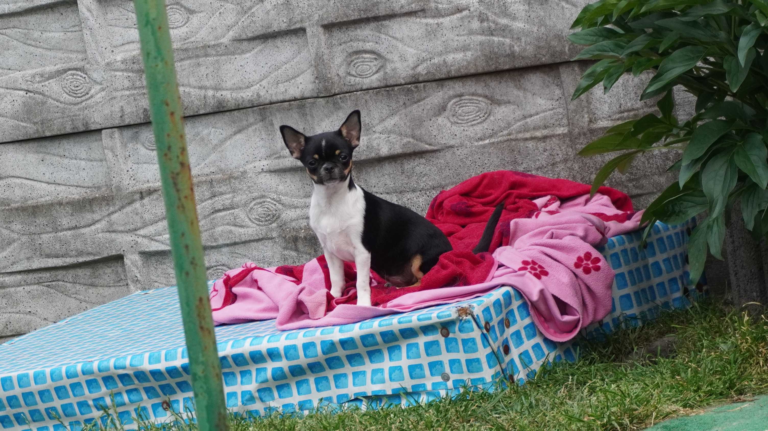Piękna suczka krótkowłosa, Chihuahua, ZKwP/FCI