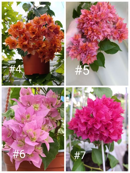 Бугенвілія  акційна ціна. Махрові, стандартні. Квітучі