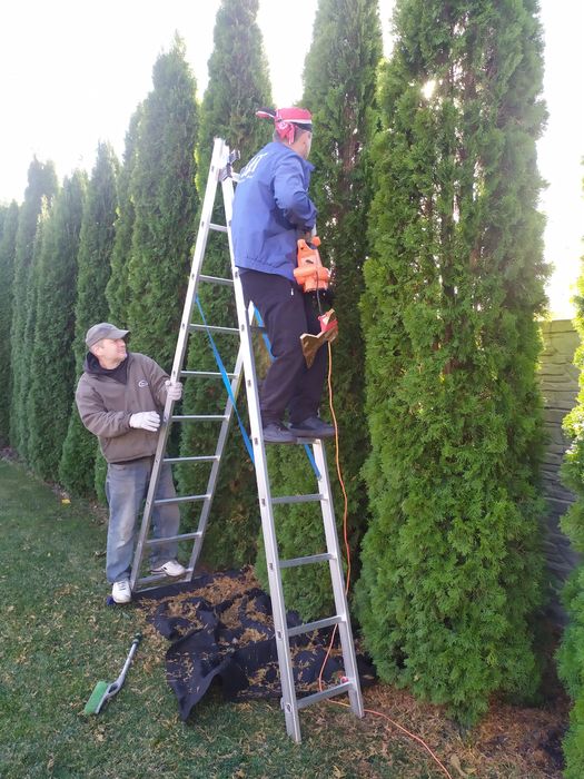 Чистка туй і обрізка дерев Осокорки,Золоче,,Бортничи.