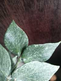 Hoya Polyneura Broget 2listna sadzonka i inne nadwyżki