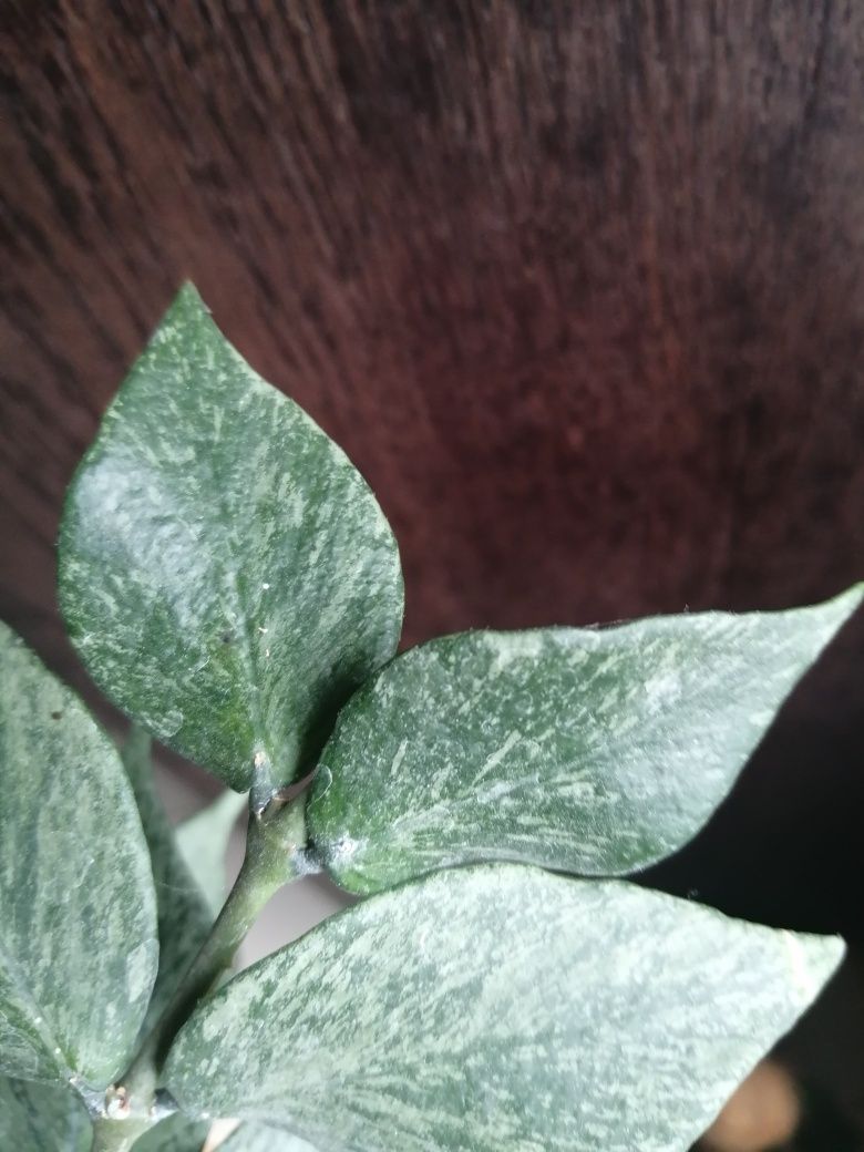Hoya Polyneura Broget Hoya kolekcjonerska