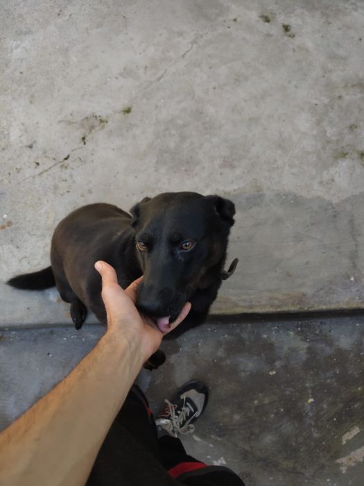 Da se  cadela  para adoção