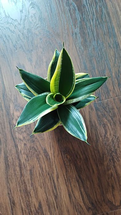 Сансевієрія Ханні Голден Маргіната Цунамі Люсіль Полан