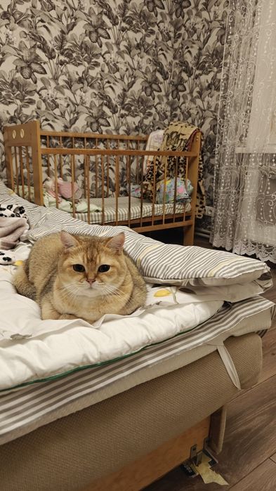 Кіт Шотландська золота шиншила Британський