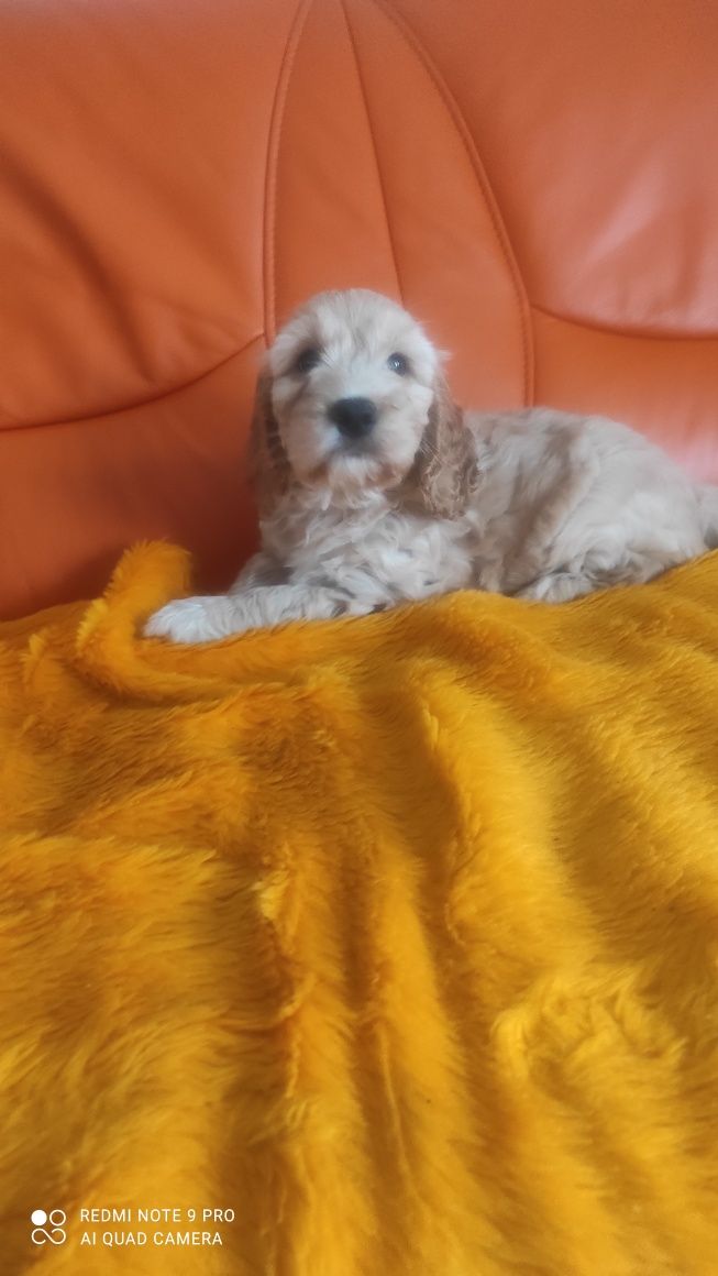 Cockapoo hybryda ras