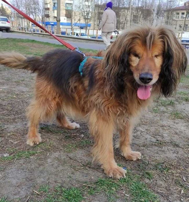 Особенный пёсик Бахмут-великолепный красавец. Собака СУПЕР!