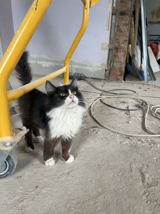 В добрі руки гарний котик