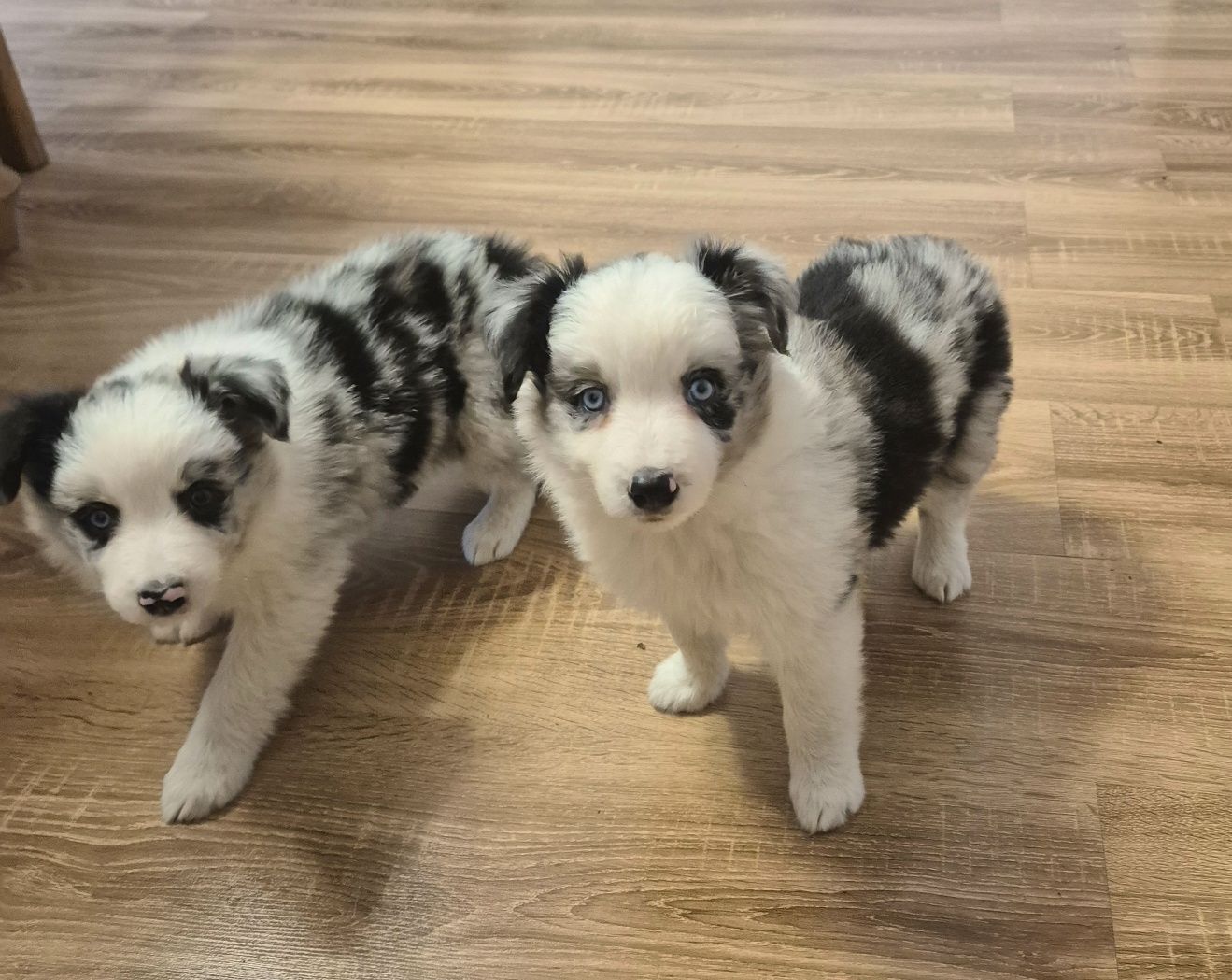 Suczka Border Collie