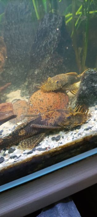 Sprzedam Zbrojniki Lda16