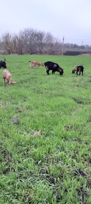 Кози англо нубіскі+аьпіскі