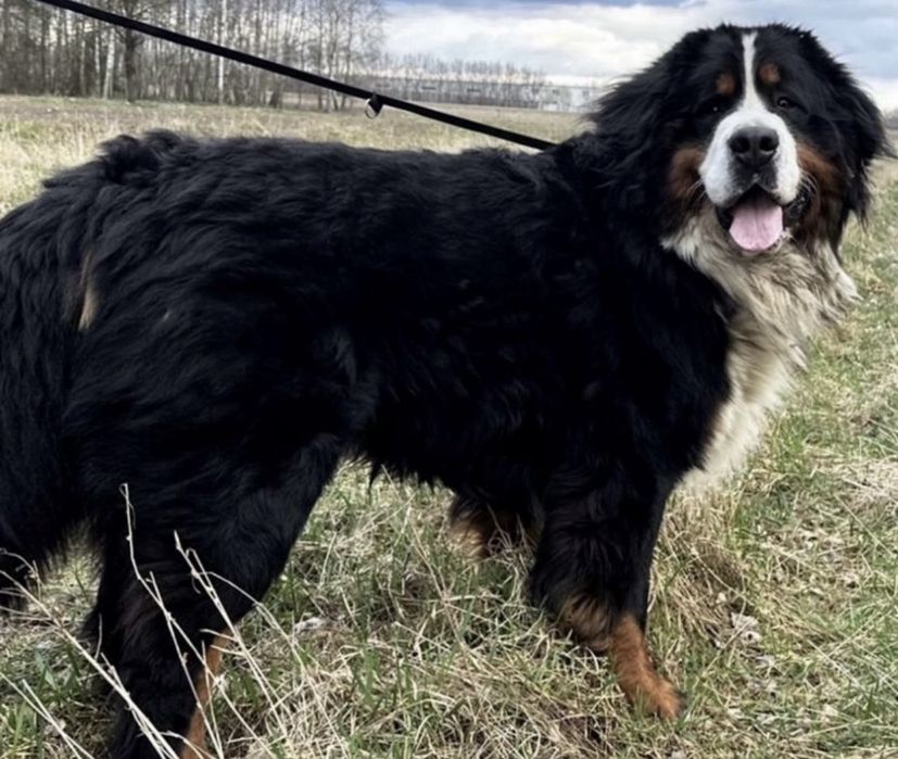 Berneński Pies Pasterski - Szczenie do Odbioru