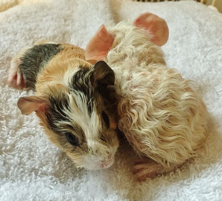 Морские свинки возраст месяц