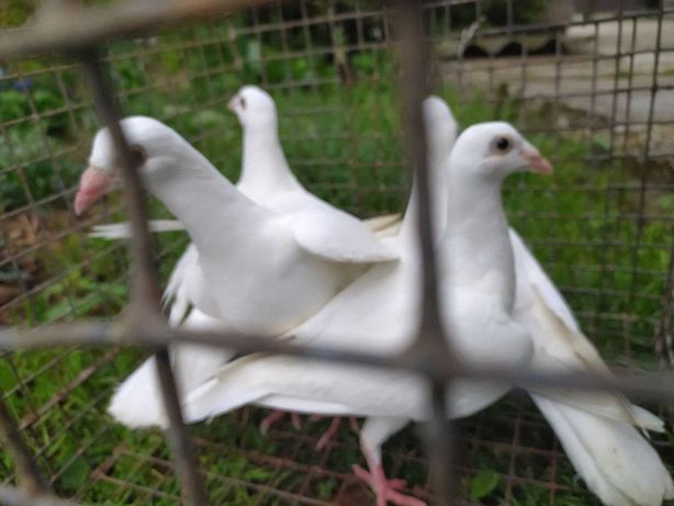 Продам молоді голуби Білі поштові ( спорт )