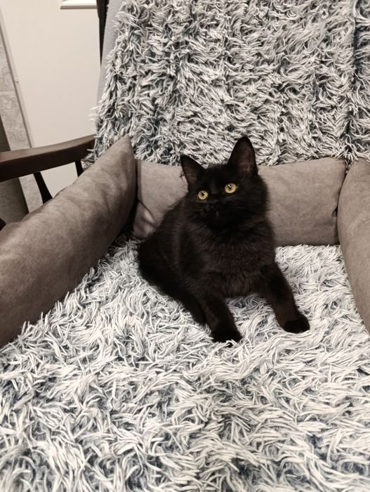 Czarny kot syberyjski/ kocurek syberyjski Black - rodowód