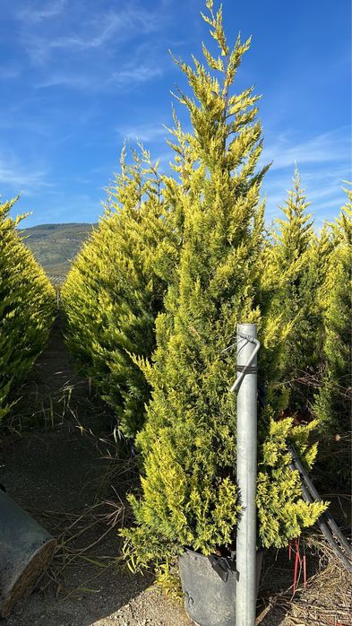 Продам кипарис Голд райдер