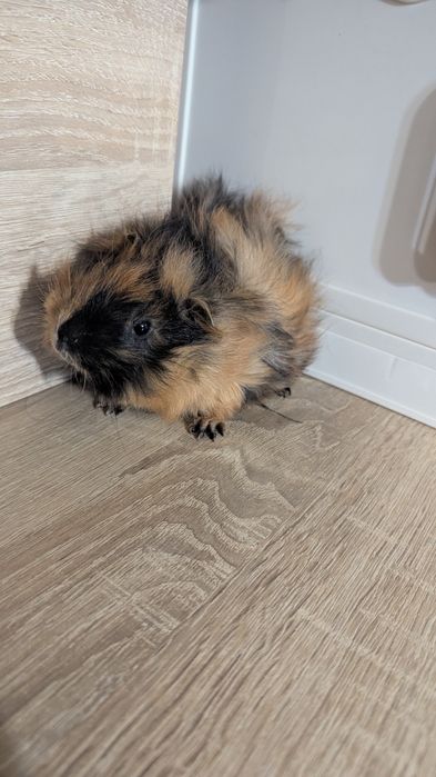 Морська свинка (мурчак)