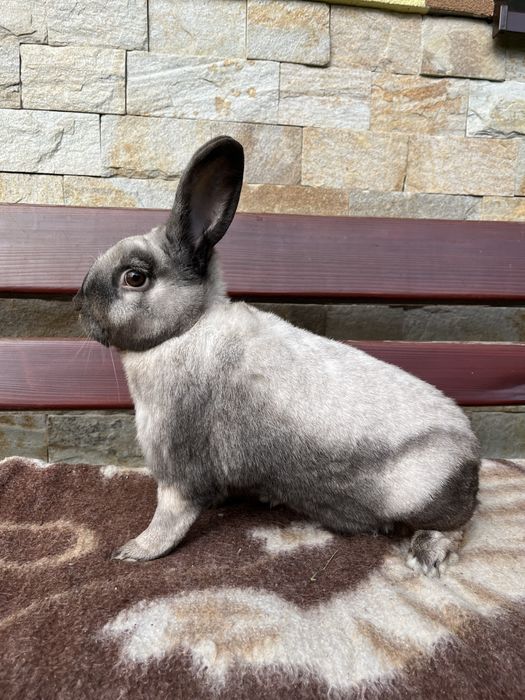 kroliki sallander samce/samice