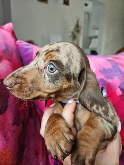 Jamnik suka merle choco ZAREZERWOWANA