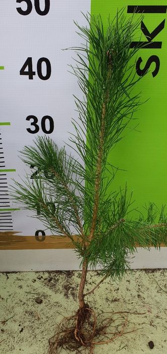 Sadzonki sosny.  dębu