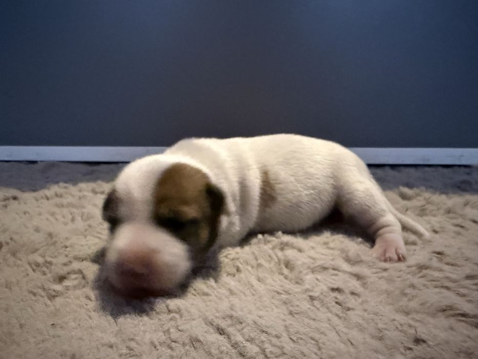 Suczka szczeniak Jack Russell Terrier