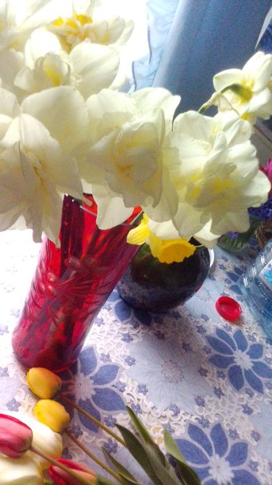 Саженцы, декоративные кусты