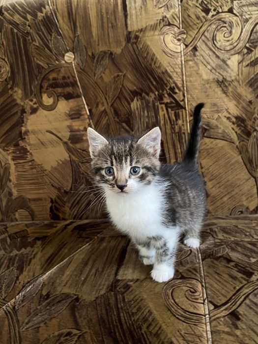 Віддам в добрі руки кошеня-дівчинка