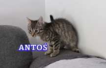 Kociaki do adopcji
