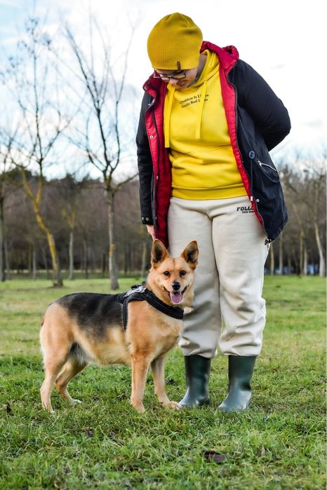 Cudowna średniej wielkości suczka do pilnej adopcji