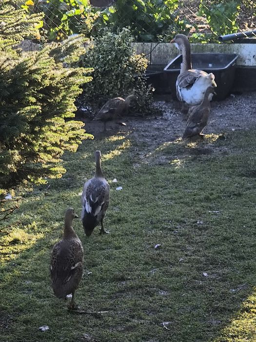 Kaczki biegusy indyjskie