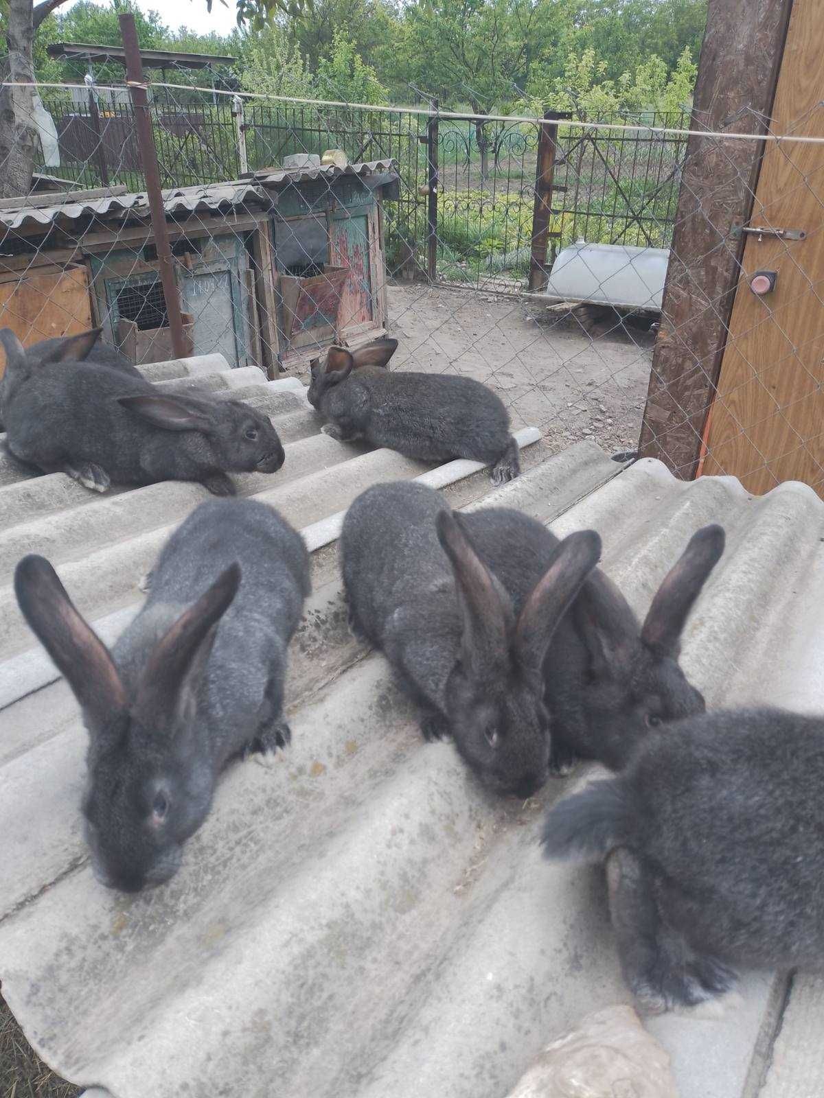 Продам кроля и молодых кроликов