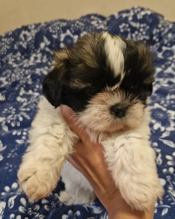 Shih tzu suczka z rodowodem suka rodowód